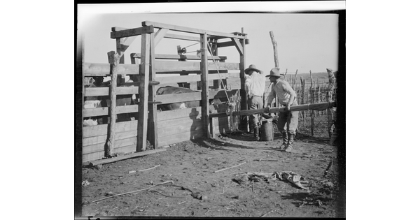 A black-and-white image of two cowboys standing next to a wood chute and pen that contains a cow.