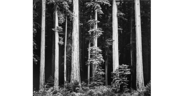 A black-and-white photograph of tall tree trunks against a dark forest.