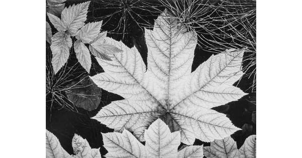 A black-and-white close-up photograph of an autumn maple leaf surrounded by other foliage.