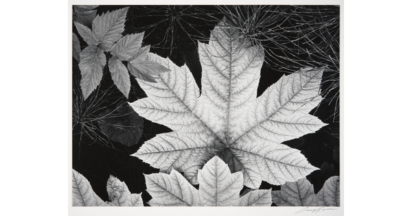 A black-and-white close-up photograph of an autumn maple leaf surrounded by other foliage.
