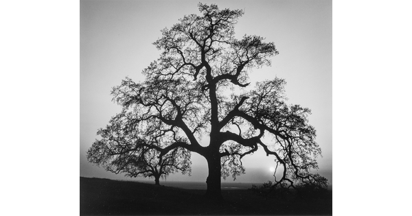 A black-and-white photograph of an oak tree in silhouette.