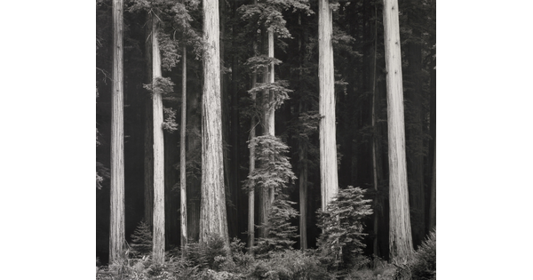 A black-and-white photograph of tall tree trunks against a dark forest.