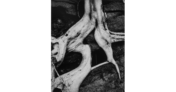 A black-and-white close-up photograph of twisted white tree roots growing out of dark soil.