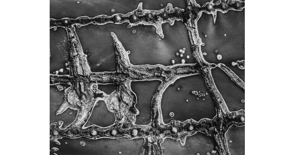 A black-and-white close-up photograph of the raised scars on the flesh of a cactus.