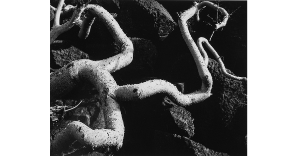 A black-and-white close-up photograph of twisted white tree roots growing out of dark soil.