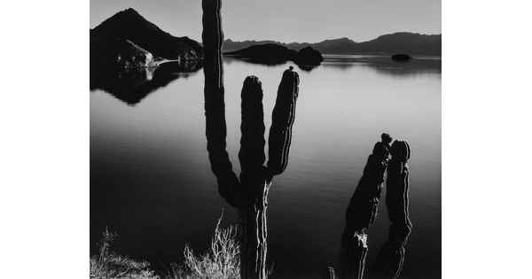 A black-and-white photograph of two multi-limbed cacti in front of a still body of water with hills in the distance.