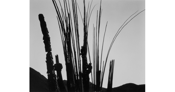 A black-and-white photograph of silhouetted plant stems, narrow cacti, and hills against the sky.