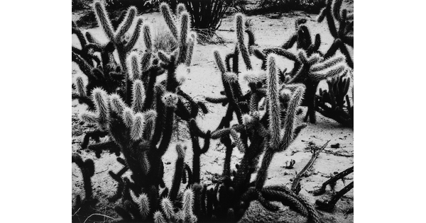 A black-and-white photograph of many-armed cacti growing on sandy soil.