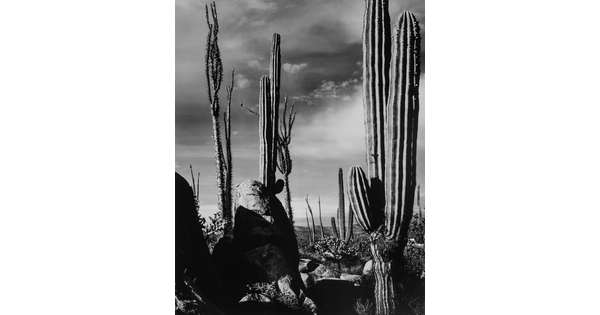 A black-and-white photograph of saguaro and other cacti extending up toward the sky.