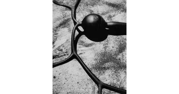 A black-and-white photograph of the round bladder, stem, and fronds of a kelp.