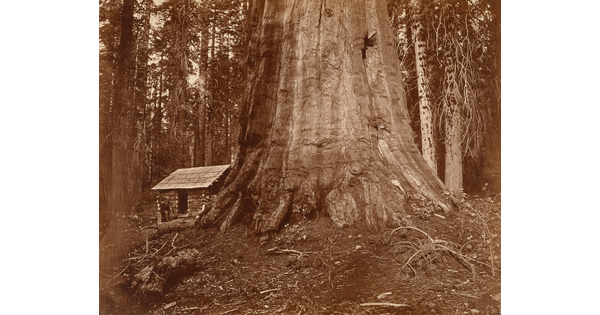 A sepia-toned photograph of a man standing next to a log cabin that looks tiny next to a giant tree trunk.