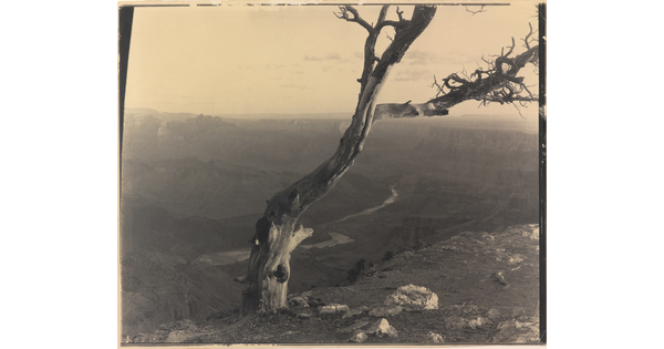 A sepia-toned photograph of a barren tree at the edge of a canyon overlooking a winding river.