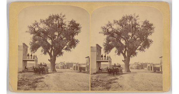 A sepia-toned stereograph of a tree that is taller than the two-story building next to it.