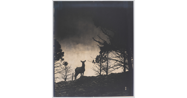 A black-and-white photograph of a deer among trees on a rocky mountain, all in silhouette, under a sunset.