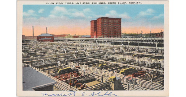 A color postcard of many cattle in pens in front of a packing plant.