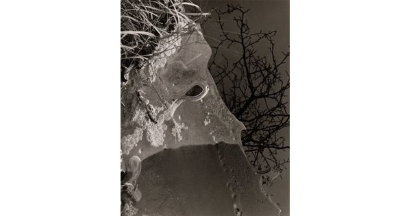 An abstract black-and-white photograph of ice filled with bubbles on the shore of water that vaguely resembles a person's head in profile; bare tree branches are reflected in the water.