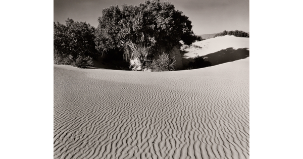A black-and-white photograph of rippled sand dunes and clumps of trees.