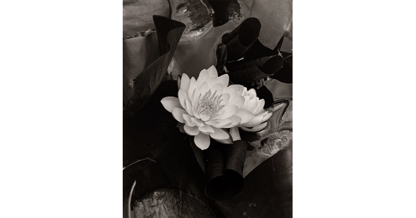 A black-and-white photograph of a white flower blooming against a dark background of water and lily pads.