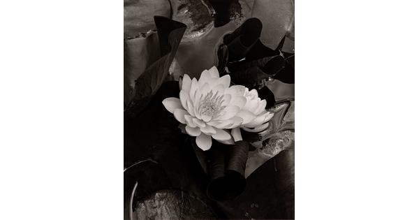 A black-and-white photograph of a white flower blooming against a dark background of water and lily pads.