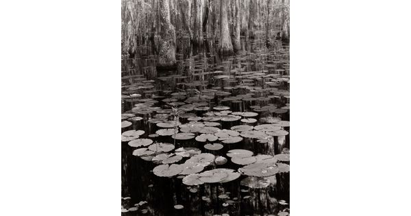A black-and-white photograph of lily pads on a calm body of water and cypress trees growing in the background.