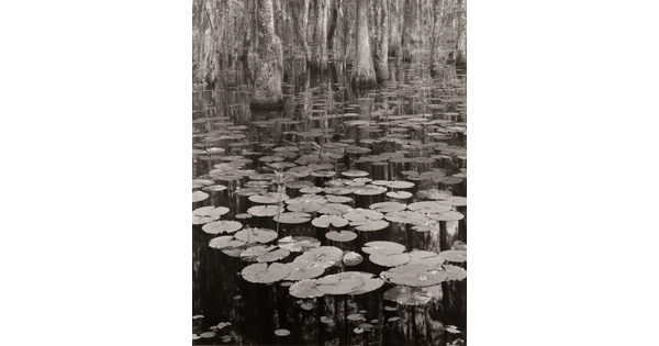 A black-and-white photograph of lily pads on a calm body of water and cypress trees growing in the background.