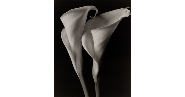 A black-and-white photograph of the curling petals of two lilies against a black background.
