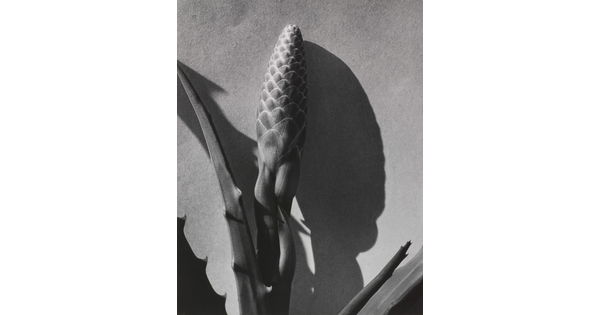 A black-and-white photograph of the flower bud and thick leaves of a plant and their stark shadows.