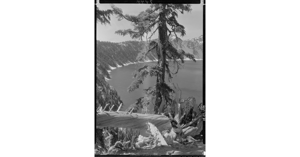 A black-and-white image of a fallen tree and a tall pine tree in the foreground and a large round lake and mountains in the background.