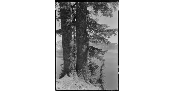 A black-and-white image of two pine trees on a steep hill above a lake with mountains in the distance.