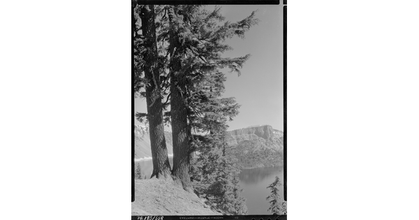 A black-and-white image of two pine trees on a steep hill above a lake with mountains in the distance.