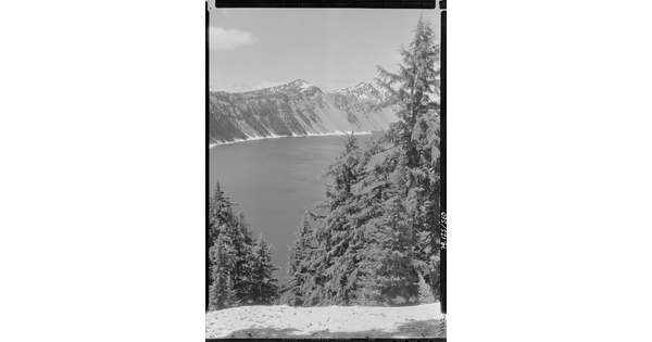 A black-and-white image of pine trees on a steep hill above a lake with mountains in the distance.