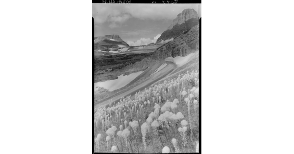 A black-and-white image of wildflowers covering one side of a large mountain with pockets of snow.