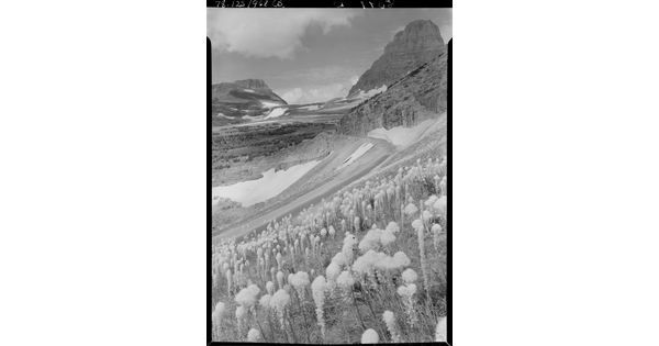 A black-and-white image of wildflowers covering one side of a large mountain with pockets of snow.