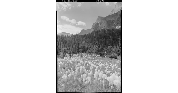 A black-and-white image of a field of wildflowers next to a forest of pine trees and a mountain in the distance.
