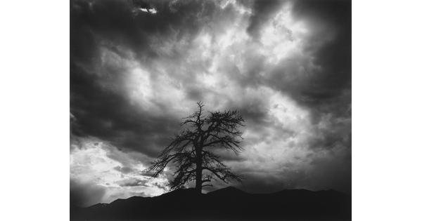 A black-and-white photograph of the silhouette of a stark, many-limbed tree under dark ominous clouds.