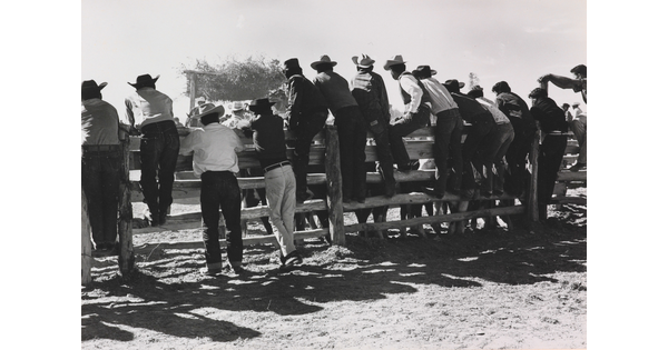 A black-and-white photograph of a group of men viewed from behind, most wearing cowboy hats, standing on or next to a split rail fence.