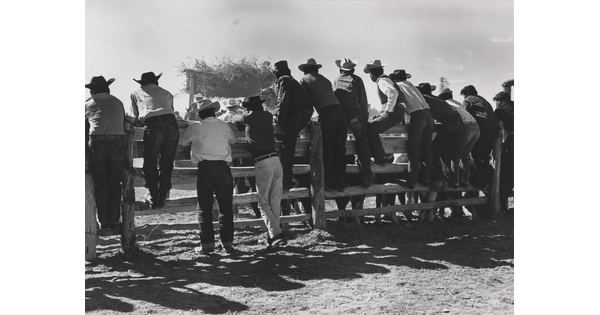 A black-and-white photograph of a group of men viewed from behind, most wearing cowboy hats, standing on or next to a split rail fence.