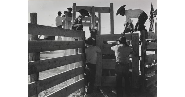 A black-and-white photograph of men wearing cowboy hats climbing on a fence to open the door to a cattle chute with an animal inside.