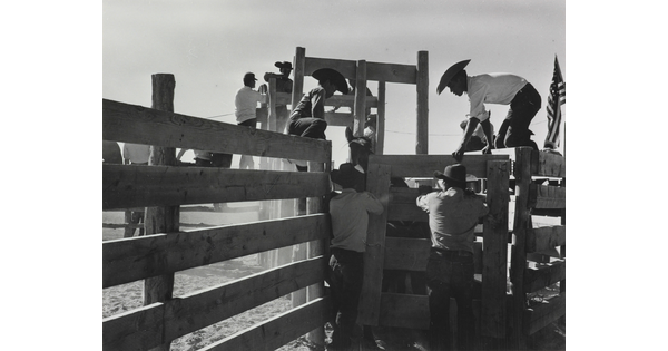 A black-and-white photograph of men wearing cowboy hats climbing on a fence to open the door to a cattle chute with an animal inside.