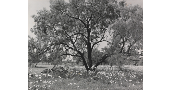 A black-and-white photograph of an expansive tree with wildflowers underneath.