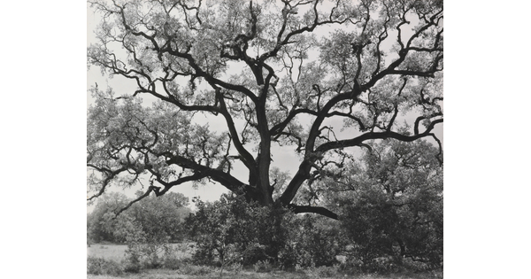 A black-and-white photograph of an expansive tree with gnarly branches.