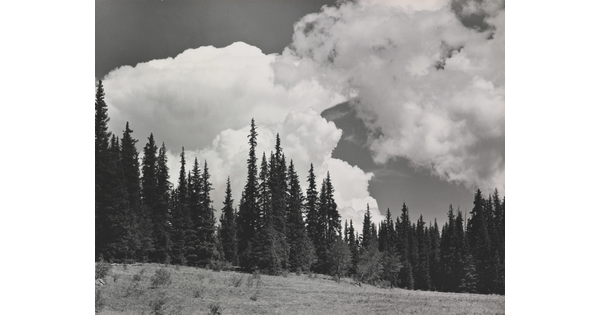 A black-and-white photograph of tall, pointed evergreen trees on a hillside beneath large white clouds.