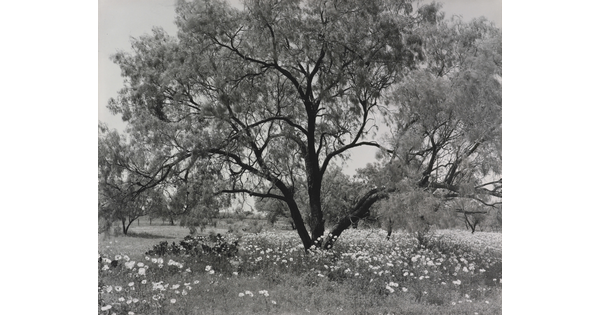 A black-and-white photograph of an expansive tree with wildflowers underneath.
