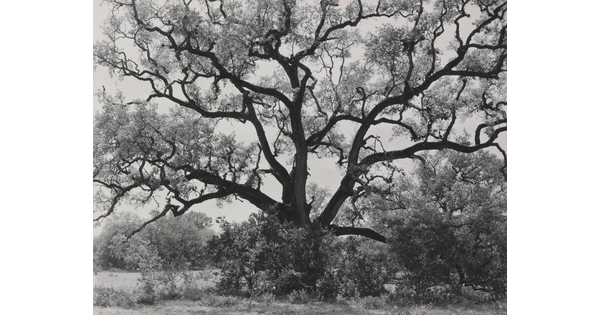 A black-and-white photograph of an expansive tree with gnarly branches.