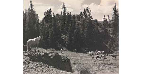 A black-and-white photograph of grazing horses next to tall pine trees.