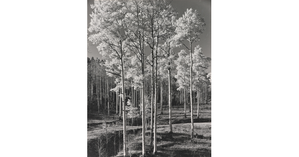 A black-and-white photograph of a stand of tall, straight trees with light bark and light-colored foliage.