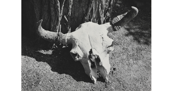 A black-and-white photograph of a bison skull on the ground next to a tree.