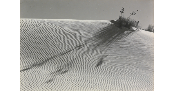 A black-and-white photograph of a rippled white sand dune and a yucca with tall flowers that casts a long shadow over the sand.