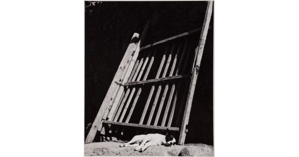 A black-and-white photograph of a light-colored dog asleep against a leaning wooden fence.