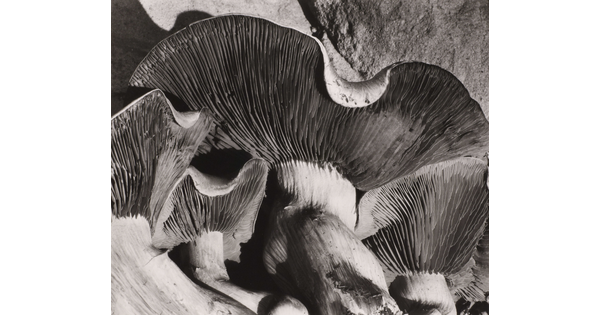 A black-and-white, close-up photograph showing the gills on the underside of a patch of mushrooms.